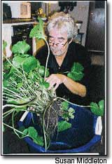 
Chris Jones grows wasabi on The Frogfarm in Seattle. 
